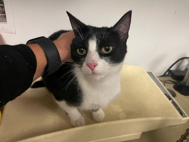 adoptable Cat in Corona, CA named A154138