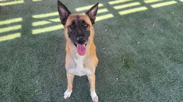 adoptable Dog in Corona, CA named KIP