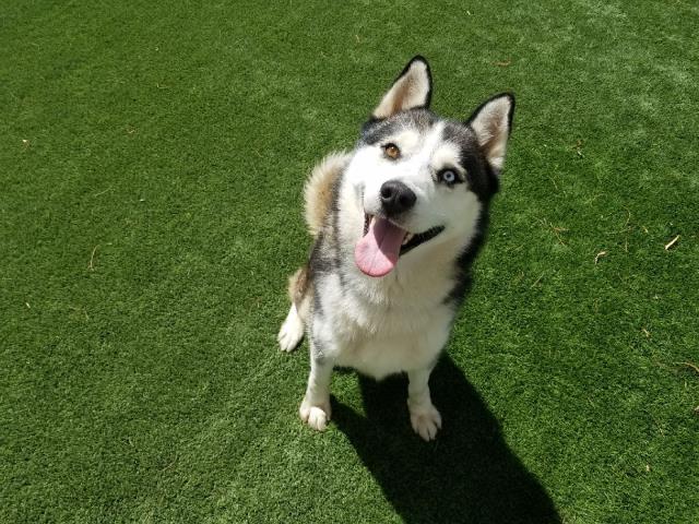 adoptable Dog in Corona, CA named BLUE EYES