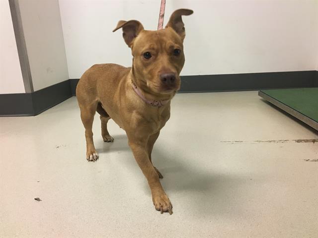 adoptable Dog in Corona, CA named PRINCESS FIONA