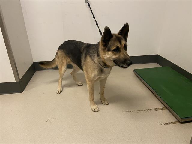 adoptable Dog in Corona, CA named ARLO