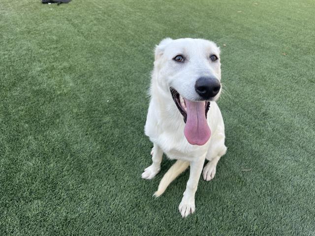 adoptable Dog in Corona, CA named MOANA