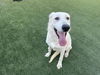 adoptable Dog in Corona, CA named MOANA