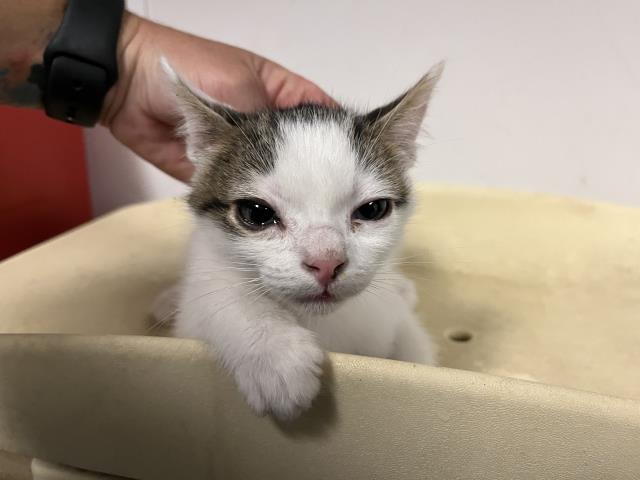 adoptable Cat in Corona, CA named A154233