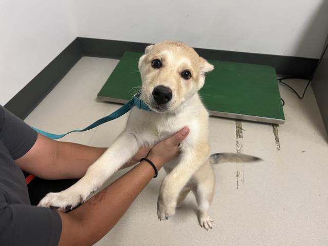 adoptable Dog in Corona, CA named A154400