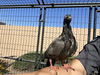 adoptable Bird in Corona, CA named A153905