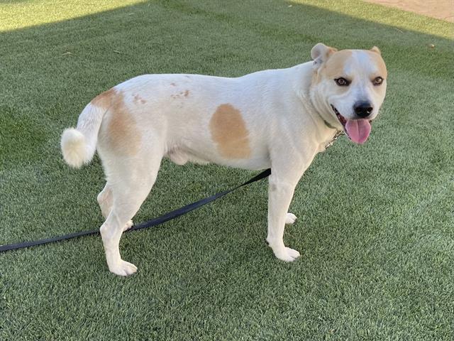 adoptable Dog in Corona, CA named BILLY