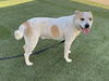 adoptable Dog in Corona, CA named BILLY