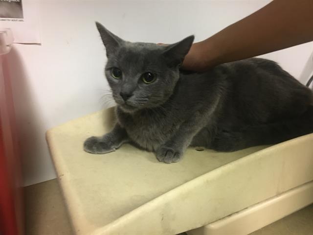 adoptable Cat in Corona, CA named A154304