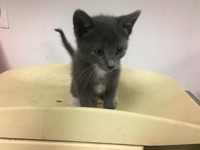 adoptable Cat in Corona, CA named A154308