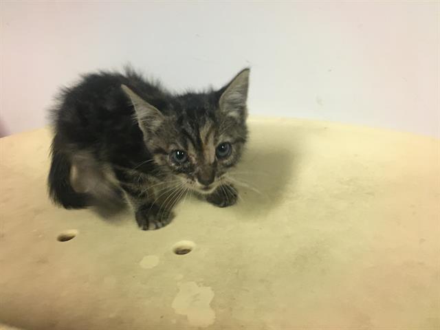 adoptable Cat in Corona, CA named A154485