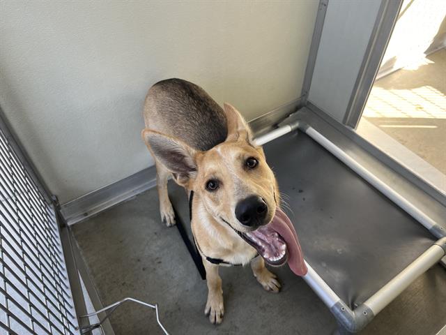 adoptable Dog in Corona, CA named A154111