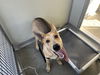 adoptable Dog in , CA named A154111