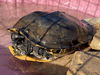 adoptable Turtle in  named A154611