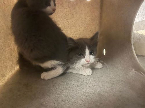 picture of the cat needing adoption