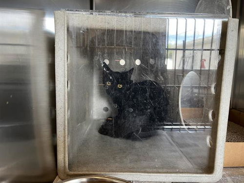 picture of the cat needing adoption