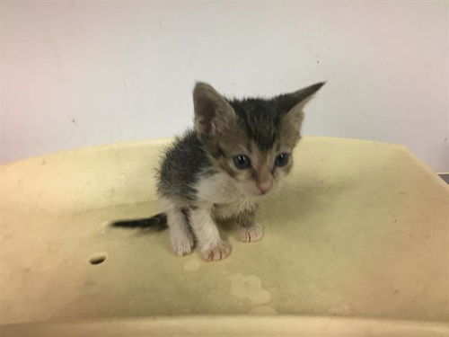 picture of the cat needing adoption