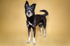 adoptable Dog in corona, CA named ICE
