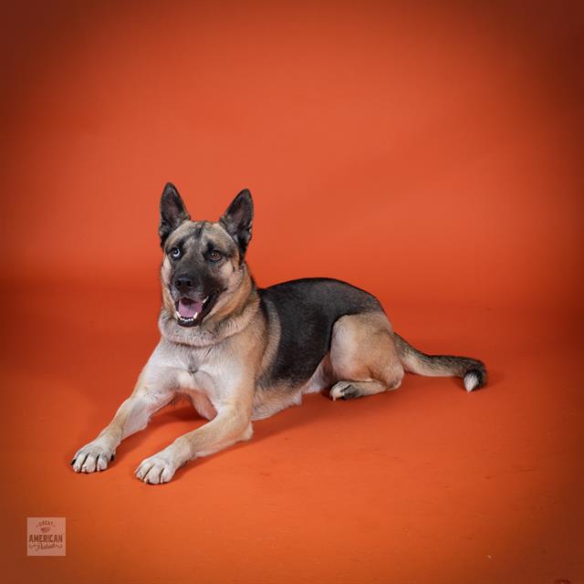 adoptable Dog in Corona, CA named LEON