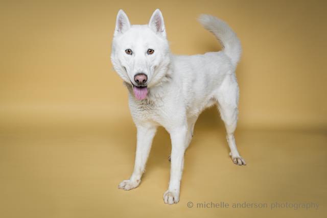 adoptable Dog in Corona, CA named LINCOLN