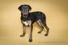 adoptable Dog in corona, CA named CHANCE