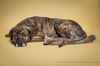 adoptable Dog in corona, CA named LUCKY