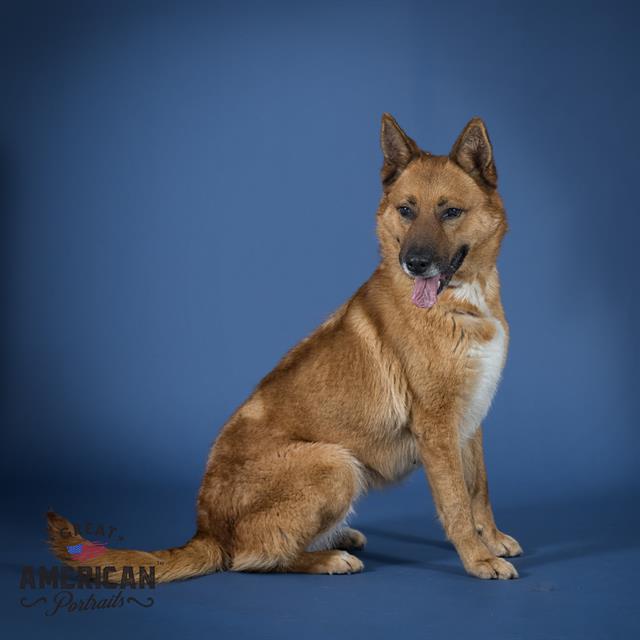 adoptable Dog in Corona, CA named FAITH