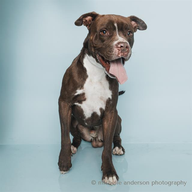 adoptable Dog in Corona, CA named CHIP