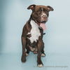 adoptable Dog in corona, CA named CHIP