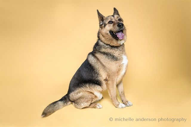 adoptable Dog in Corona, CA named COREY
