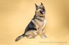 adoptable Dog in corona, CA named COREY