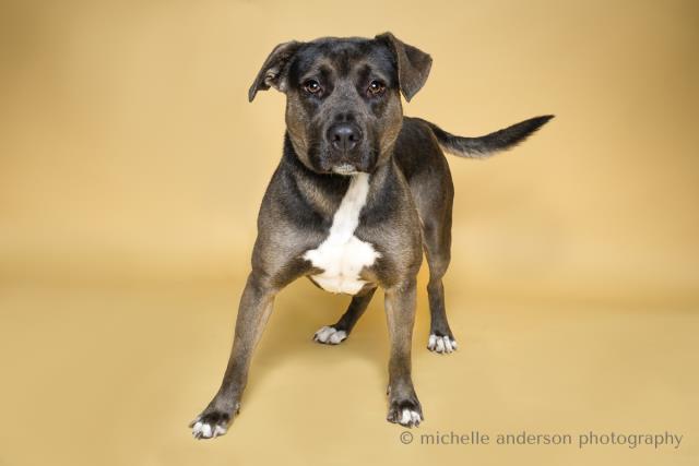adoptable Dog in Corona, CA named ROLO