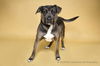 adoptable Dog in corona, CA named ROLO