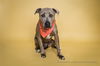 adoptable Dog in corona, CA named PEACH