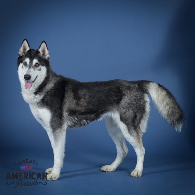 adoptable Dog in Corona, CA named ROSIE
