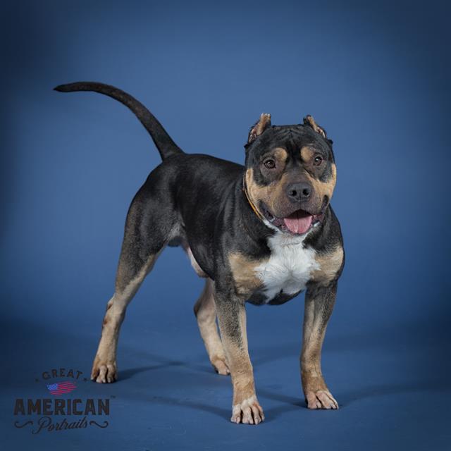 adoptable Dog in Corona, CA named STEW