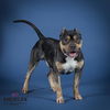 adoptable Dog in corona, CA named STEW