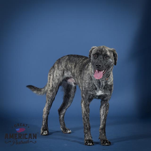 adoptable Dog in Corona, CA named GULLIVER