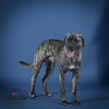 adoptable Dog in corona, CA named GULLIVER