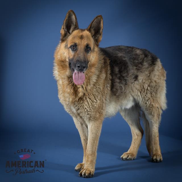 adoptable Dog in Corona, CA named ERAGON