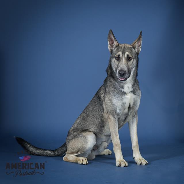adoptable Dog in Corona, CA named ZEUS