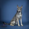 adoptable Dog in corona, CA named ZEUS