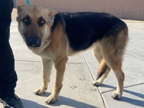 picture of the dog needing adoption