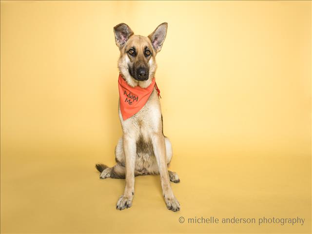 adoptable Dog in Corona, CA named BECKY