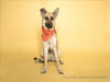 adoptable Dog in corona, CA named BECKY