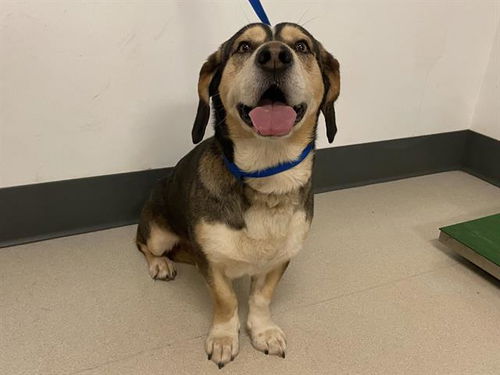 picture of the dog needing adoption