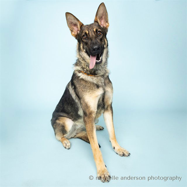 adoptable Dog in Corona, CA named SUMMER