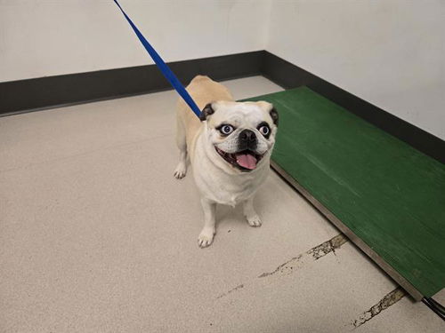 picture of the dog needing adoption