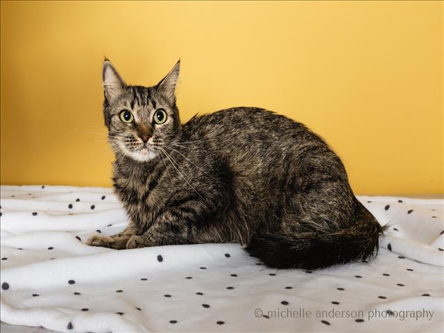 adoptable Cat in Corona, CA named MARU