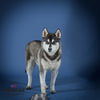 adoptable Dog in corona, CA named BUCK